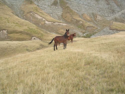 trekking con i muli-105.JPG